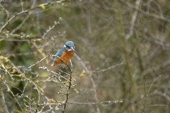 Kingfisher