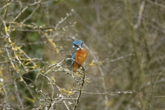 Kingfisher