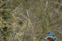 Kingfisher in Flight