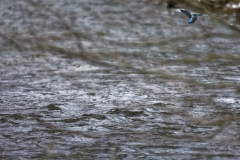 Kingfisher in Flight