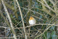 Robin