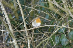 Robin