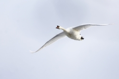 Swan in Flight