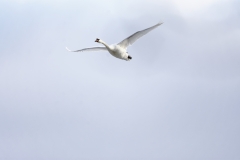 Swan in Flight