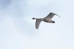 Swan in Flight