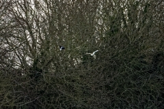 Barn Owl in Flight & Magpie