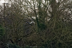 Barn Owl in Flight & Magpie