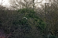 Barn Owl in Flight & Magpie