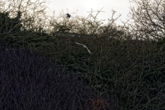 Barn Owl in Flight & Magpie