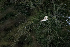 Barn Owl in Flight