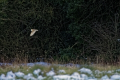 Barn Owl in Flight