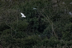 Barn Owl in Flight & Magpie