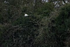 Barn Owl in Flight