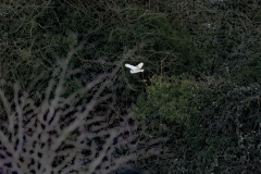 Barn Owl in Flight