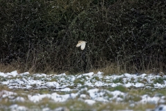 Barn Owl in Flight