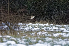 Barn Owl in Flight