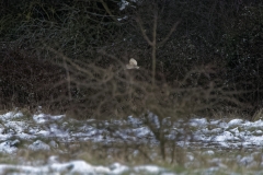 Barn Owl in Flight