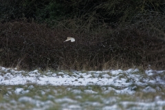 Barn Owl in Flight