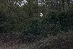 Barn Owl in Flight