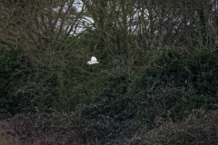 Barn Owl in Flight