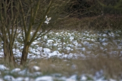 Barn Owl in Flight