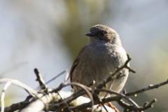 Dunnock Front View on Branch