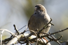 Dunnock Front View on Branch