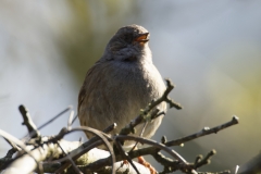 Dunnock Front View on Branch