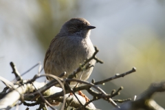 Dunnock Front View on Branch