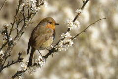 Robin Side View on Blossom Branch