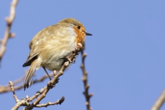 Robin Side View on Branch