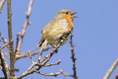 Robin Side View Singing on Branch