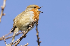 Robin Side View Singing on Branch