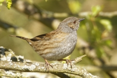 Dunnock Side View on Branch