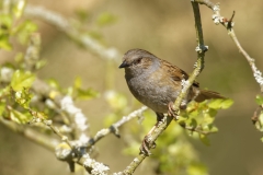 Dunnock Front View on Branch