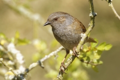 Dunnock Front View on Branch