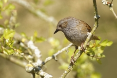 Dunnock Front View on Branch