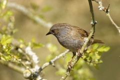 Dunnock Front View on Branch