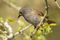 Dunnock Front View on Branch