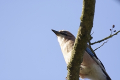 Jay Front View on Branch