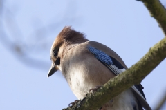 Jay Front View on Branch