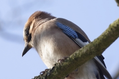 Jay Front View on Branch