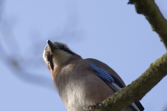 Jay Front View on Branch