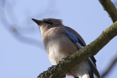 Jay Front View on Branch