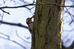 Great Spotted Woodpecker Side View Pecking Tree