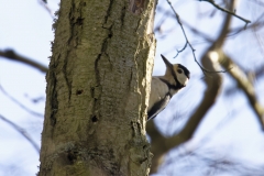 Great Spotted Woodpecker Side View Pecking Tree