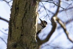 Great Spotted Woodpecker Side View Pecking Tree