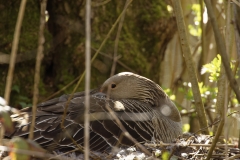 Greylag Goose on Nest