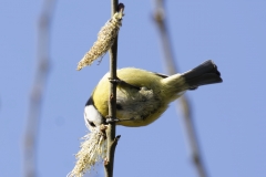 Blue Tit Front View Hanging on Branch Eating