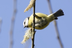 Blue Tit Front View Hanging on Branch Eating